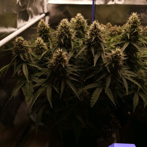 Moby Dick Auto growlog timeline photo