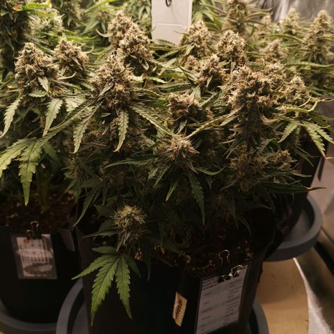 Medusa F1 growlog timeline photo