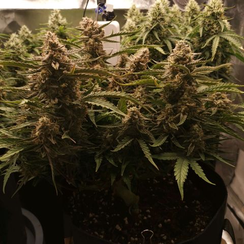 Orion F1 growlog timeline photo