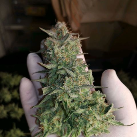 Medusa F1 growlog timeline photo