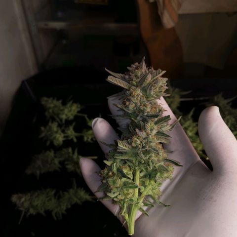 Medusa F1 growlog timeline photo
