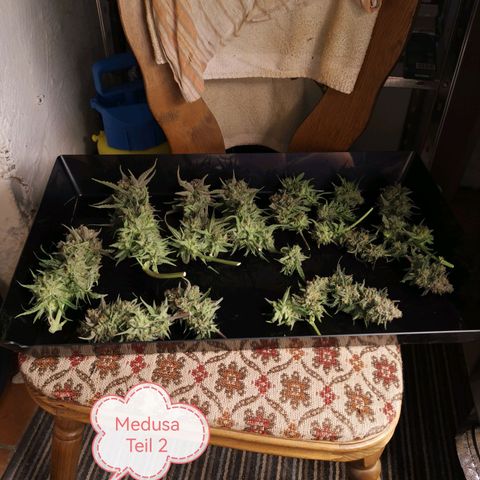 Medusa F1 growlog timeline photo