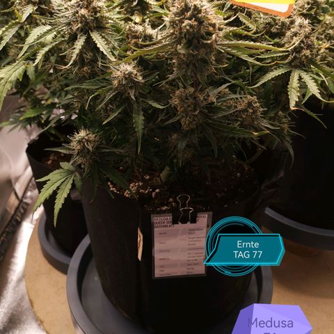Medusa F1 growlog timeline photo