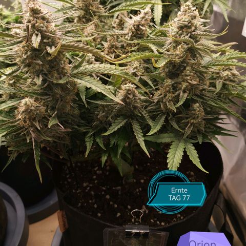 Orion F1 growlog timeline photo