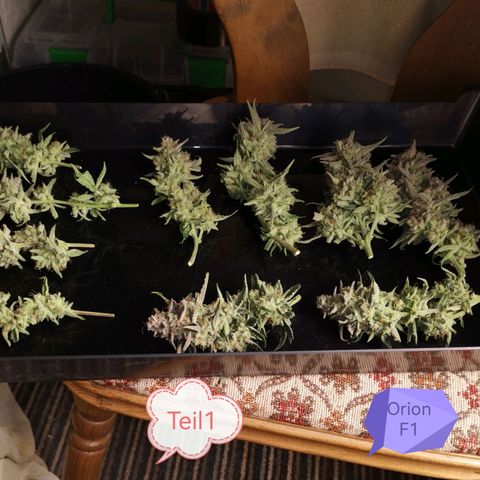 Orion F1 growlog timeline photo