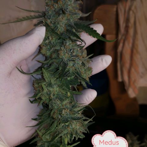 Orion F1 growlog timeline photo