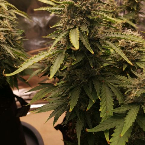 Moby Dick Auto growlog timeline photo
