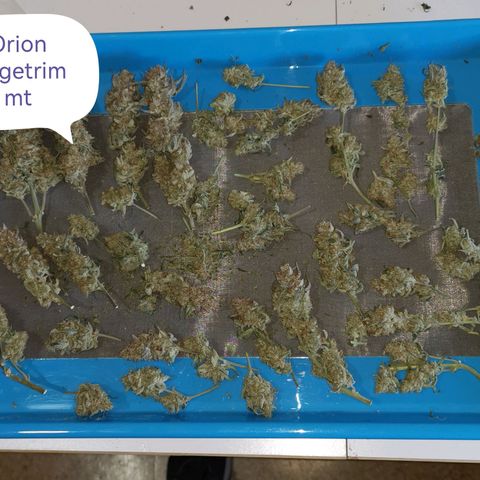 Orion F1 growlog timeline photo