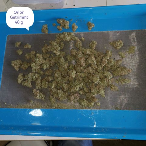 Orion F1 growlog timeline photo