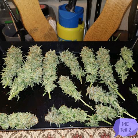 Moby Dick Auto growlog photo: Ernte, grosse Buds, sehr feucht, viel Grün,
Zu früh geerntet?? 🤔