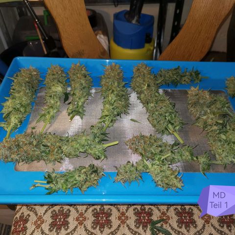 Moby Dick Auto growlog photo: Ernte, grosse Buds, sehr feucht, viel Grün,
Zu früh geerntet?? 🤔