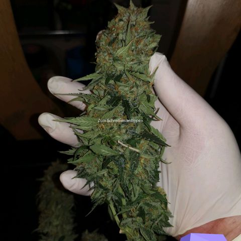 Moby Dick Auto growlog photo: Ernte, grosse Buds, sehr feucht, viel Grün,
Zu früh geerntet?? 🤔