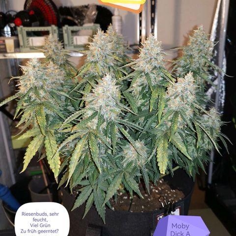 Moby Dick Auto growlog photo: Ernte, grosse Buds, sehr feucht, viel Grün,
Zu früh geerntet?? 🤔