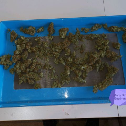 Moby Dick Auto growlog photo: 61 g