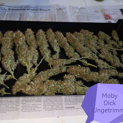 Moby Dick Auto growlog photo: 61 g