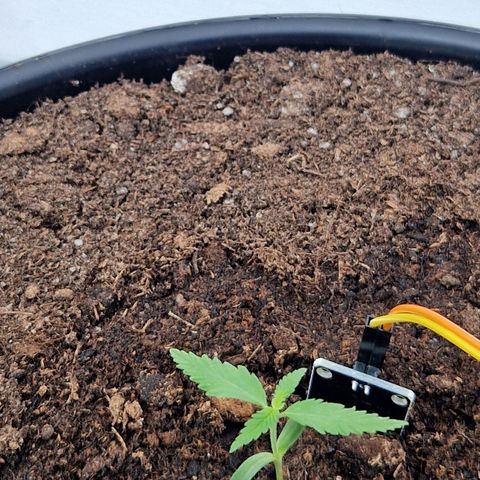 Wedding Cake Automatic growlog timeline photo