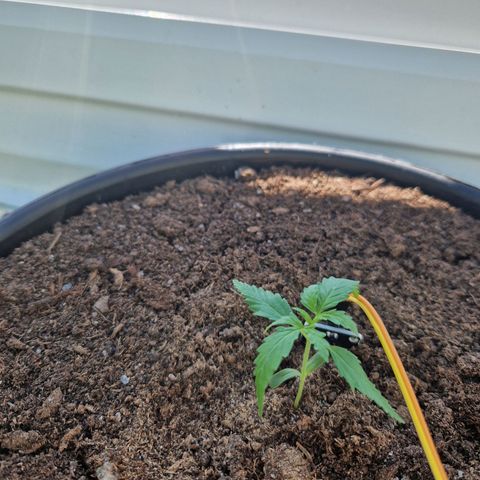 Wedding Cake Automatic growlog timeline photo