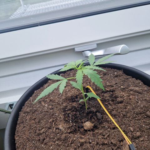 Wedding Cake Automatic growlog timeline photo