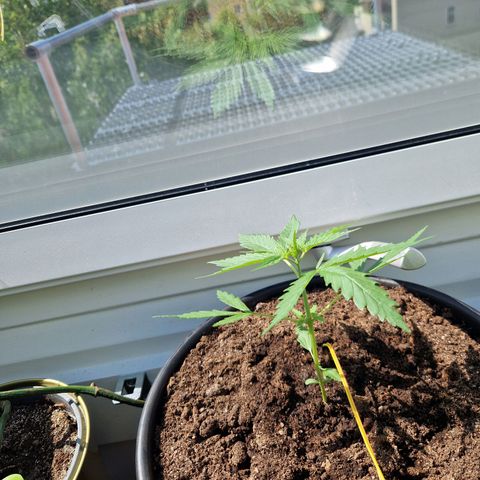 Wedding Cake Automatic growlog timeline photo