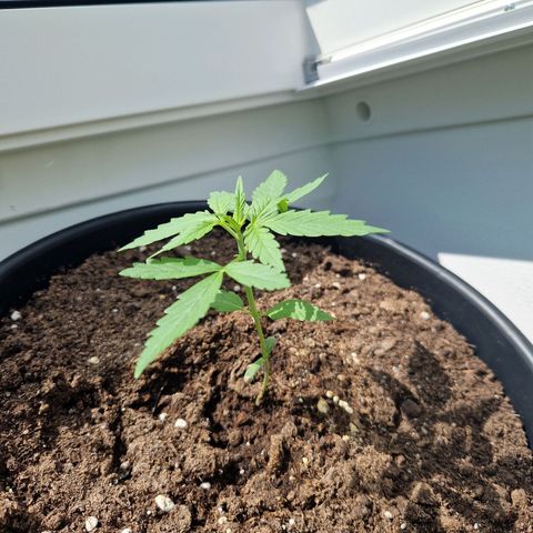Wedding Cake Automatic growlog timeline photo