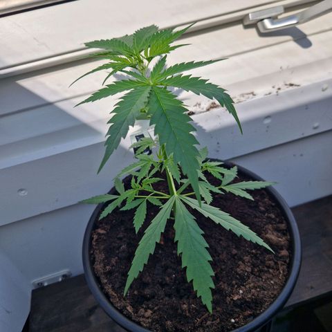 Wedding Cake Automatic growlog timeline photo