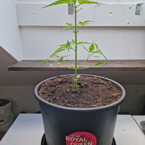 Wedding Cake Automatic growlog timeline photo