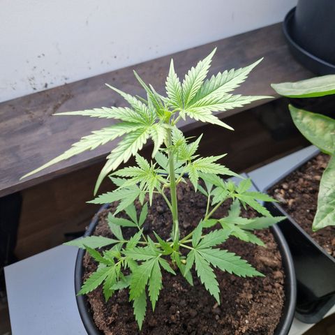 Wedding Cake Automatic growlog timeline photo