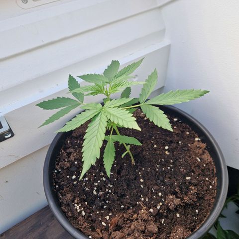 Wedding Cake Automatic growlog timeline photo