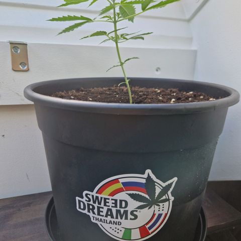 Wedding Cake Automatic growlog timeline photo