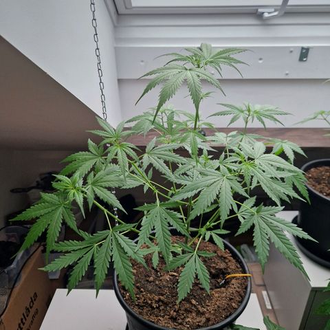 Wedding Cake Automatic growlog timeline photo