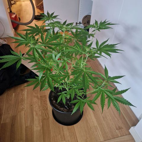 Wedding Cake Automatic growlog timeline photo