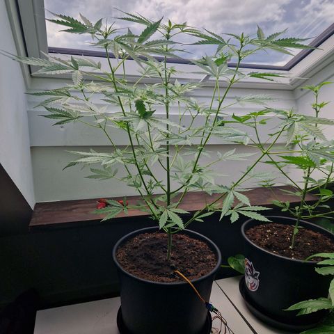 Wedding Cake Automatic growlog timeline photo