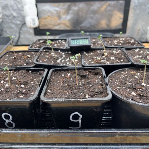 Special Queen #1 growlog timeline photo