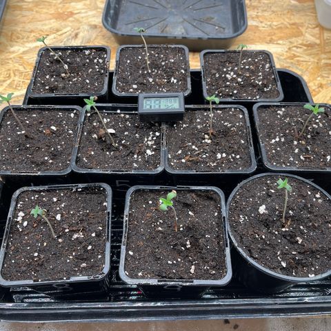 Special Queen #1 growlog timeline photo