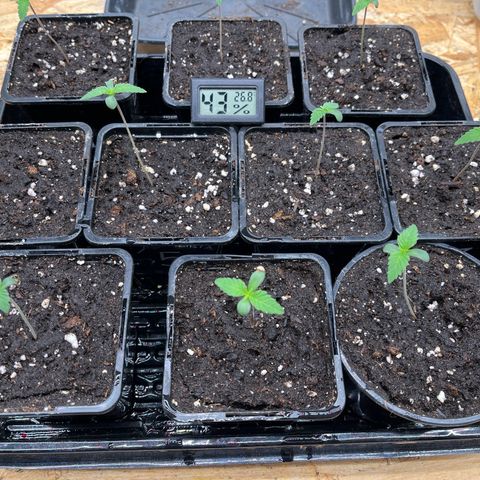 Special Queen #1 growlog timeline photo