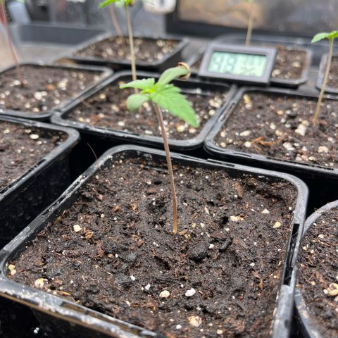 Special Queen #1 growlog timeline photo