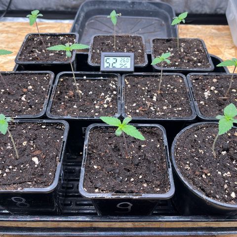 Special Queen #1 growlog photo: RAS
