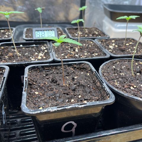 Special Queen #1 growlog photo: RAS
