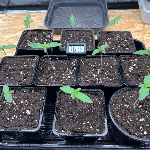 Special Queen #1 growlog timeline photo