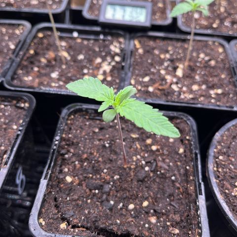 Special Queen #1 growlog timeline photo