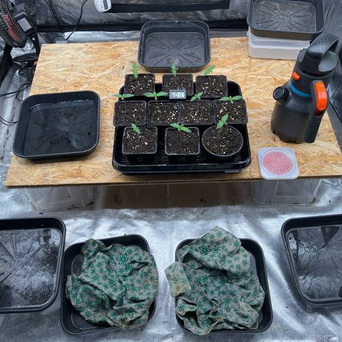 Special Queen #1 growlog timeline photo