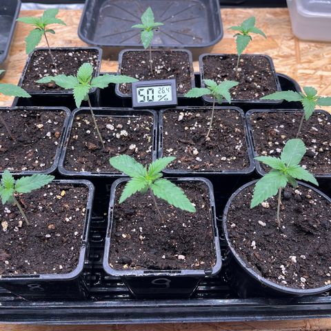 Special Queen #1 growlog photo: RAS