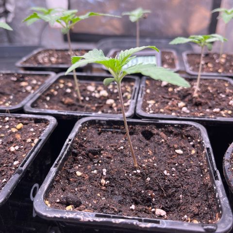 Special Queen #1 growlog photo: RAS