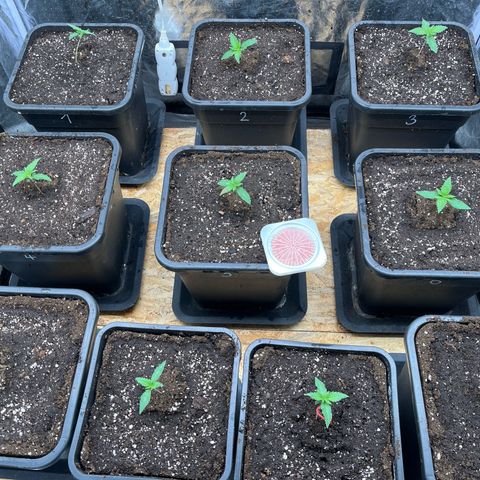 Special Queen #1 growlog timeline photo