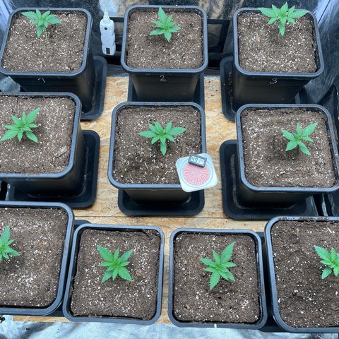 Special Queen #1 growlog timeline photo