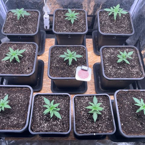 Special Queen #1 growlog timeline photo