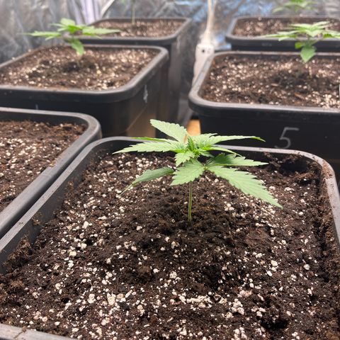 Special Queen #1 growlog timeline photo