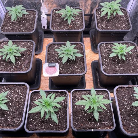 Special Queen #1 growlog photo: RAS