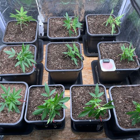Special Queen #1 growlog timeline photo