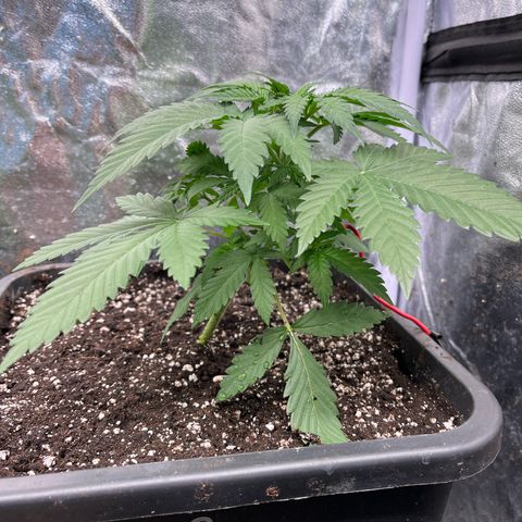 Special Queen #1 growlog timeline photo